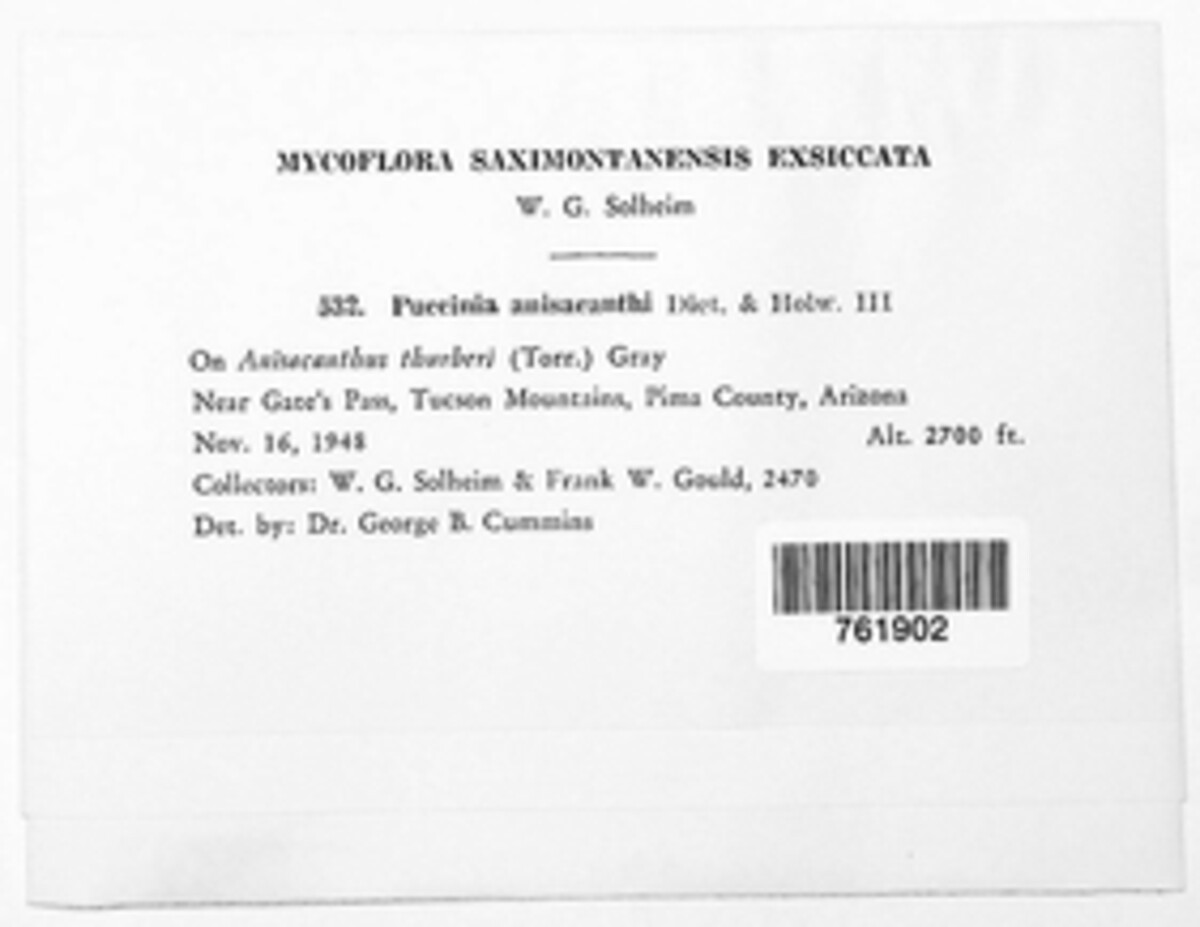 Puccinia anisacanthi image